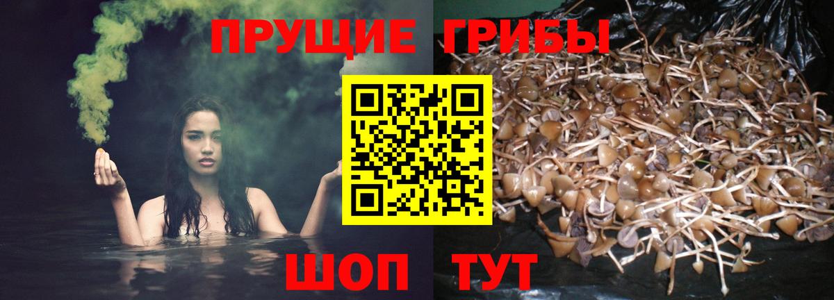 Галлюциногенные грибы Psilocybe Выборг