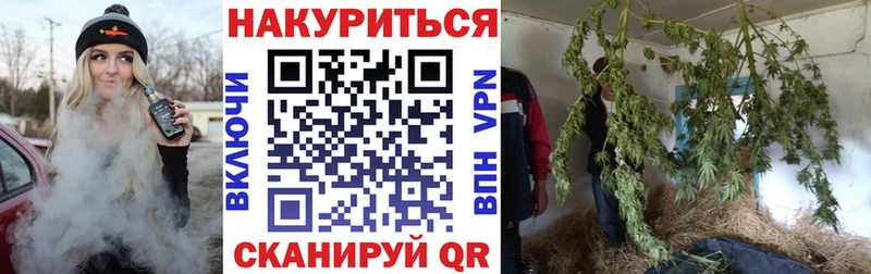 Бошки марихуана сатива  Выборг 